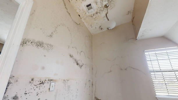 Best Dehumidification Services  in Apple Valley, CA