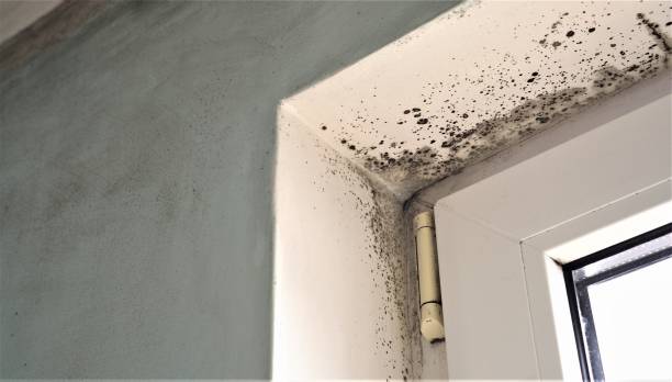 Asbestos and Lead Testing During Mold Inspection in Apple Valley, CA
