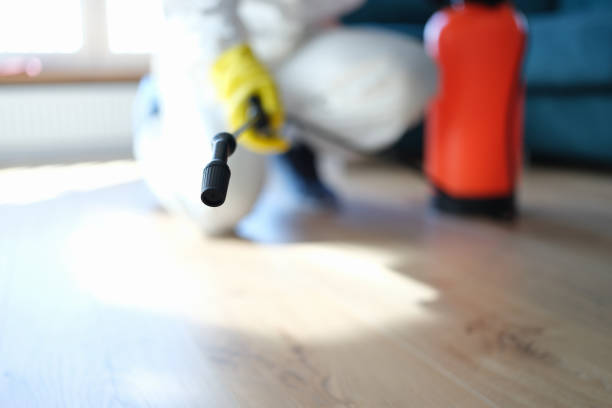 Trusted Apple Valley, CA Mold Removal Experts