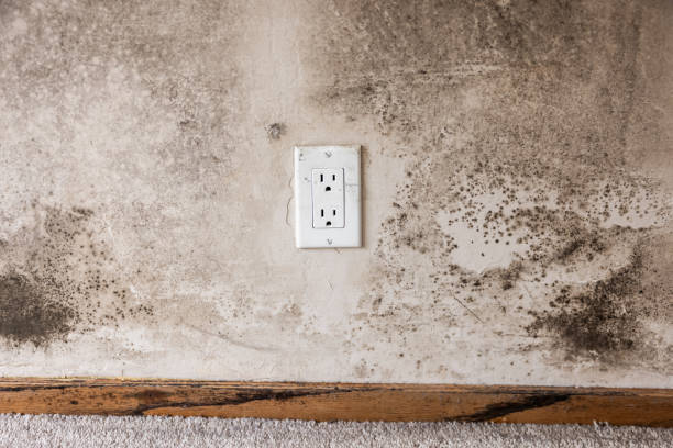 Best Mold Remediation for Healthcare Facilities  in Apple Valley, CA
