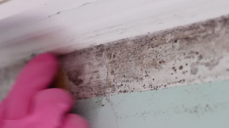 Best Asbestos and Lead Testing During Mold Inspection  in Apple Valley, CA
